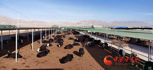 张掖山丹:规模养殖助推畜牧业快速发展
