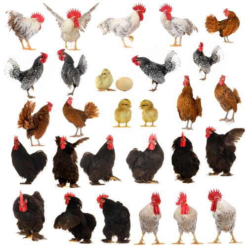 各种类型的鸡图片家禽鸡各种类型的鸡