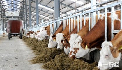 广西百色:右江区水产畜牧业产值破12亿