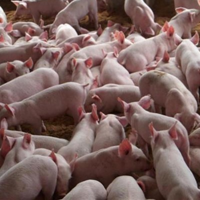 江苏大型猪苗繁殖场 精选猪苗品种 猪苗价格 三元猪苗行情 瘦肉型苗猪品种