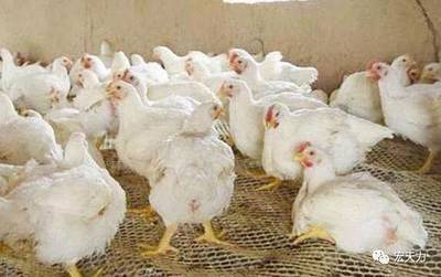 【家禽养殖】夏季肉鸡养殖10个管理注意事项