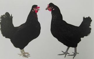国家家禽中心自主培育新杨黑羽蛋鸡配套系成功选育并推广