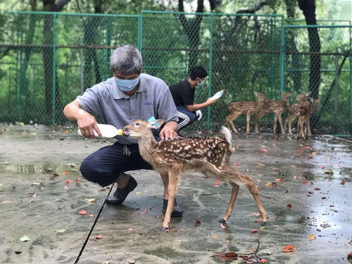 梅花鹿制品能不能吃 新政出台,谜底揭晓 上海松江鹿业 柳暗花明